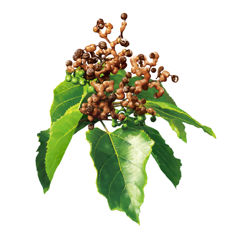 Holly Leaf Clipart