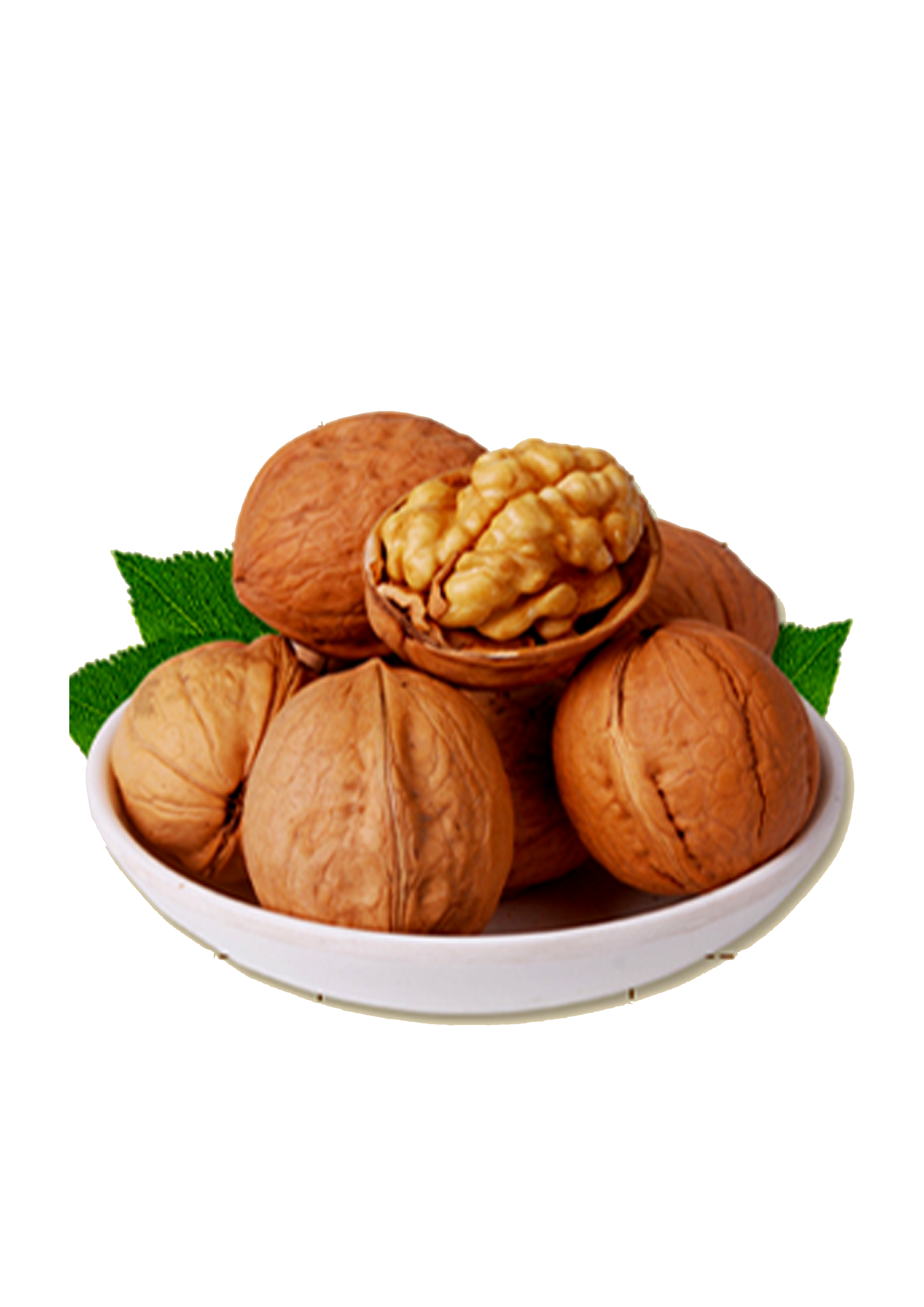 Walnut Tree Clipart