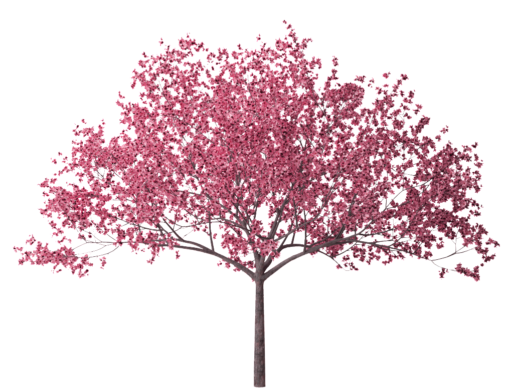 Cherry Blossom Tree Clipart