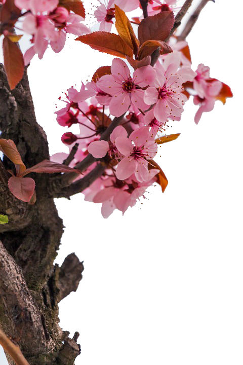 Cherry Blossom Tree Clipart