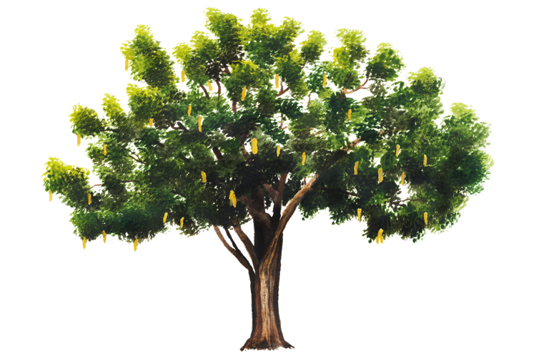 Family Tree Background Clipart