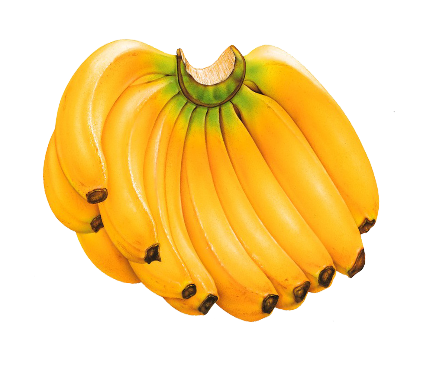 Banana Peel Clipart