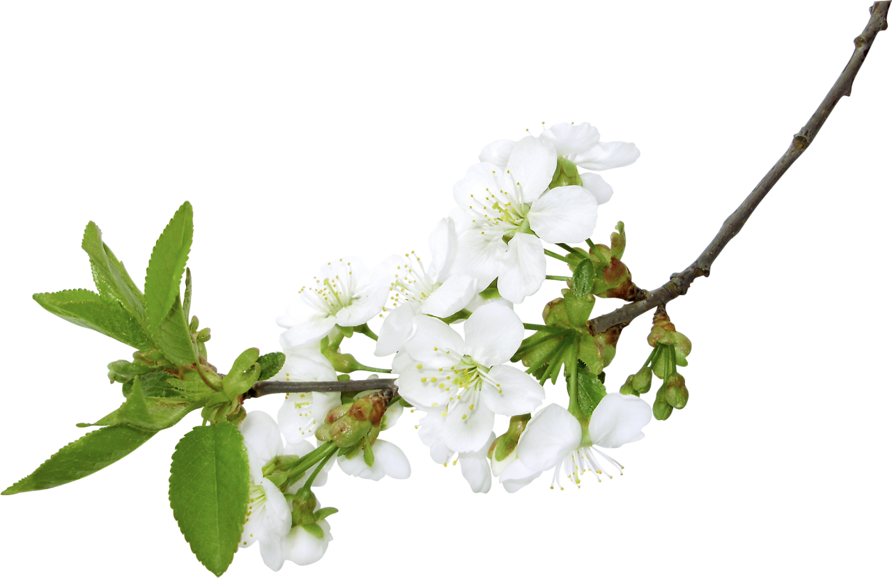 Cherry Blossom Tree Clipart