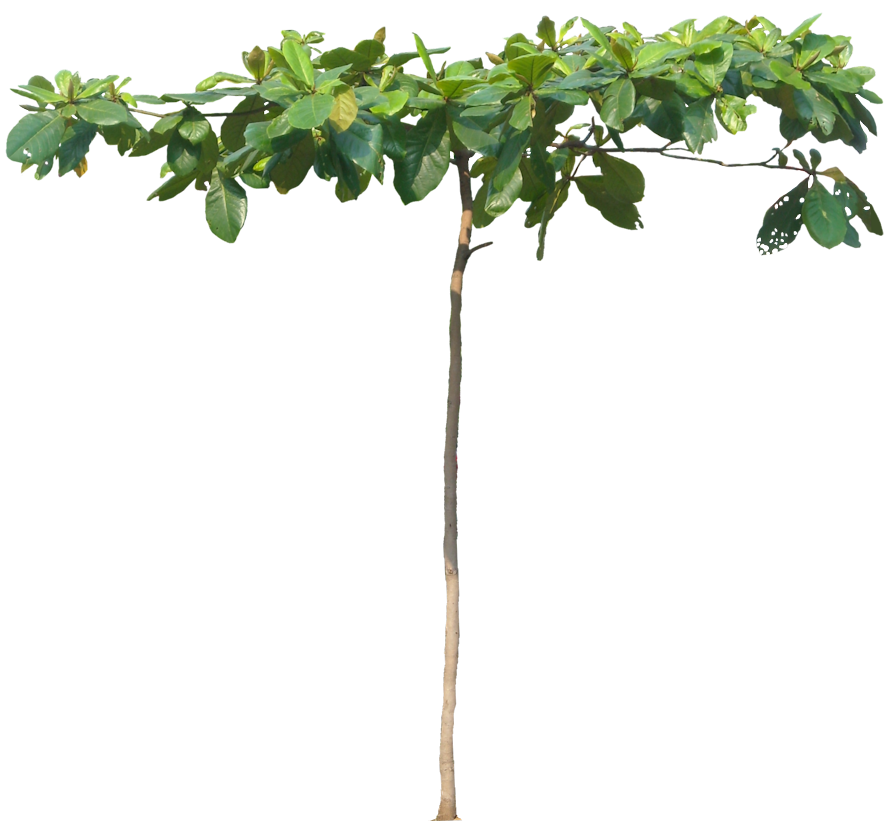 Tree Branch Clipart