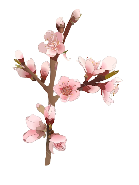 Cherry blossom Clipart