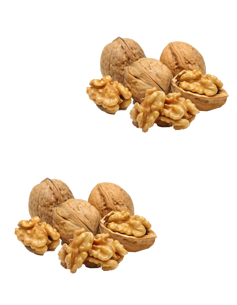 Walnut Tree Clipart