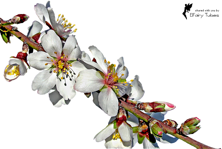 Floral Spring Flowers Clipart