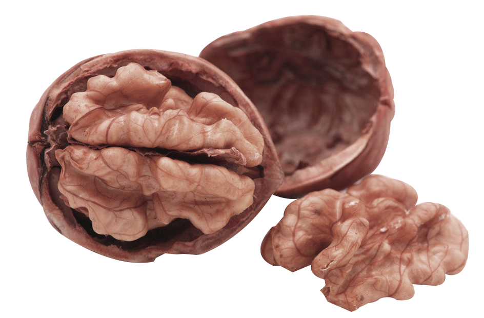Walnut Tree Clipart