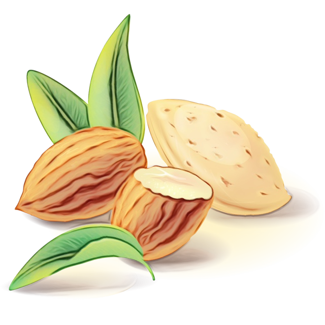 Nut Cashew Almond Tong Garden Fruit Clipart