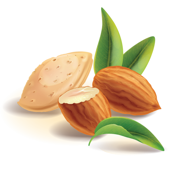 Nut Commodity Clipart