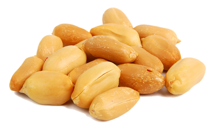 Cashew Peanut Clipart