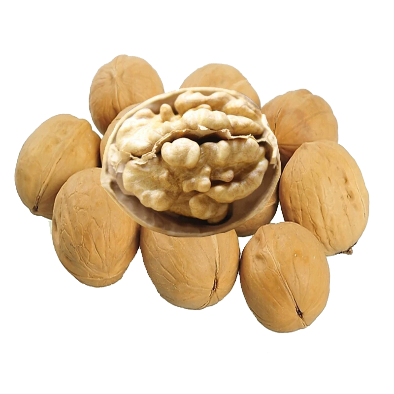 Walnut Tree Clipart