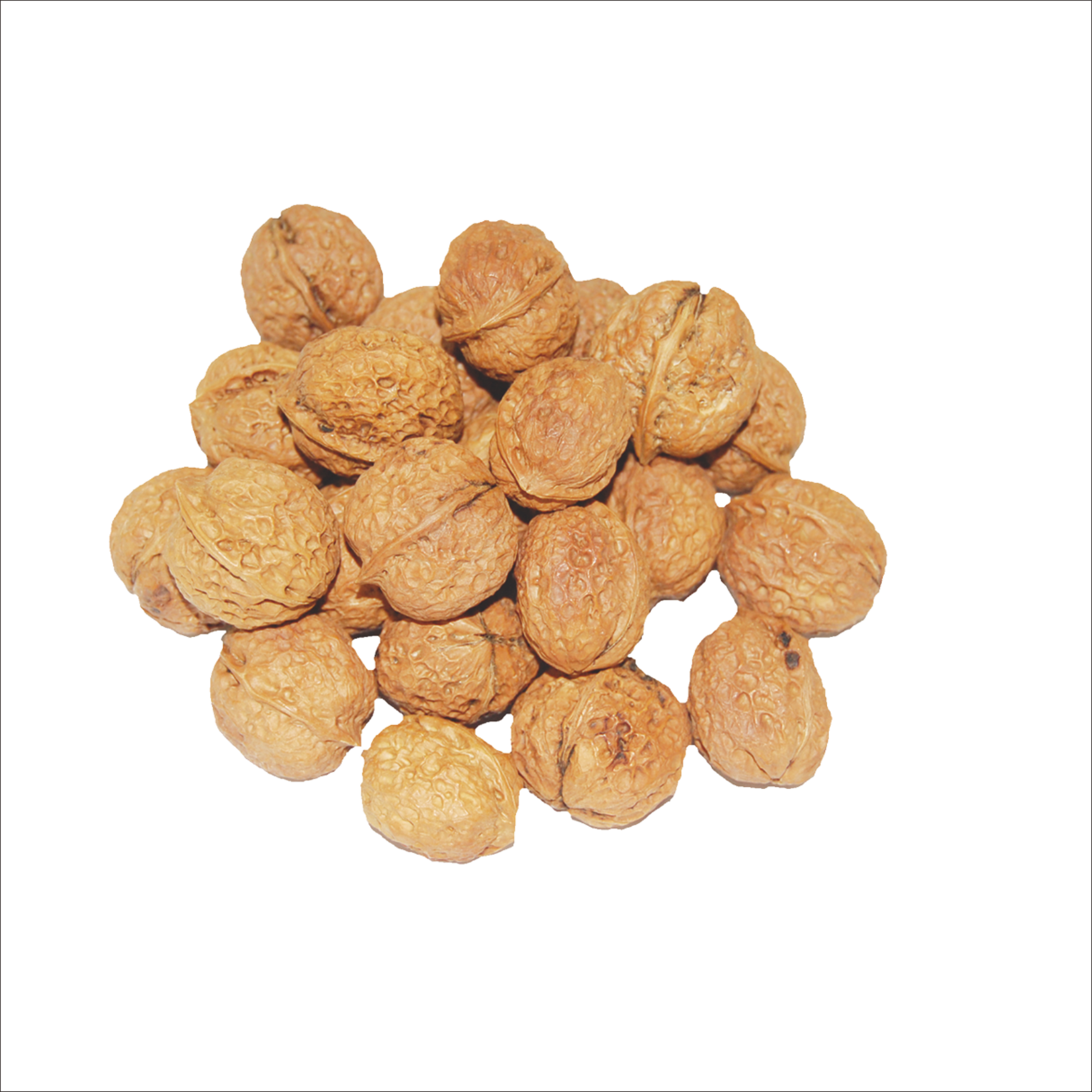 Walnut Tree Clipart