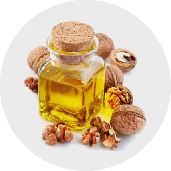 Walnut Tree Clipart