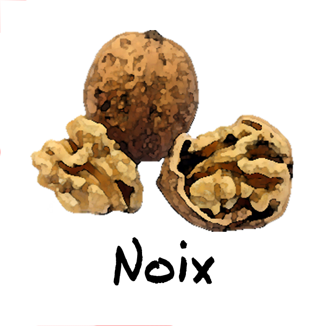 Walnut Tree Clipart