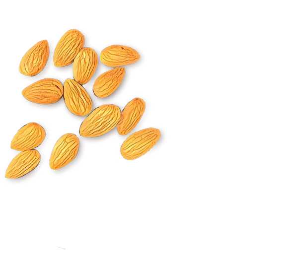 Food Almond Clipart
