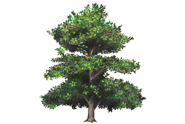 Oak Tree Leaf Clipart