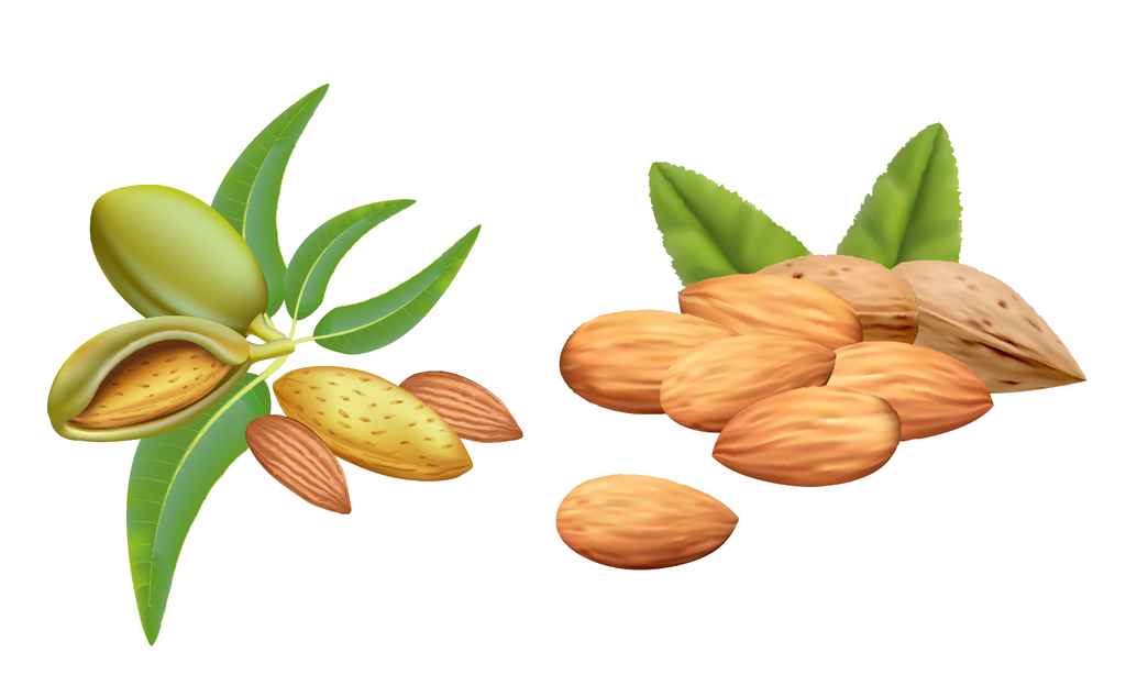 Flower Drawing Clipart