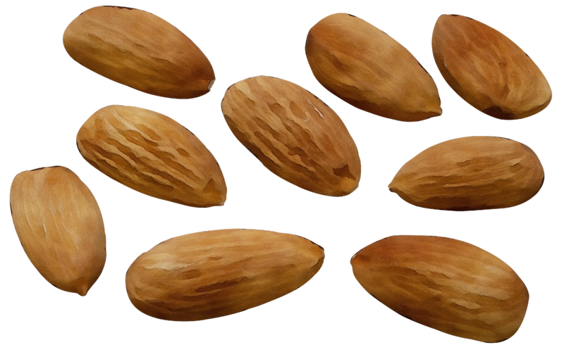 almond nut apricot kernel nuts & seeds plant Clipart