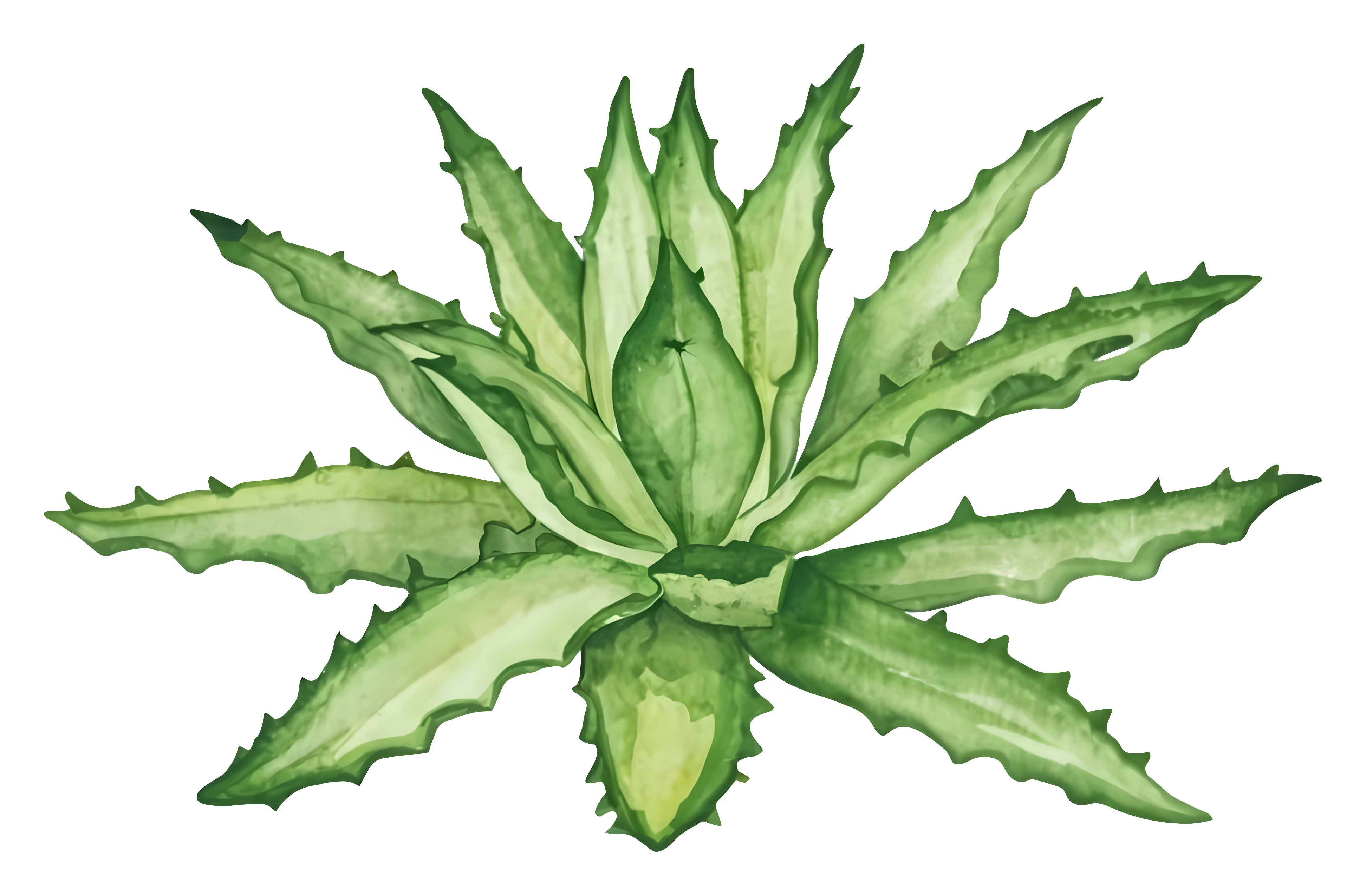 Artistic watercolor depiction of a natural aloe plant Clipart