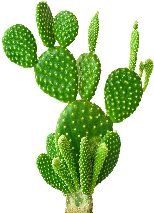 Cactus Cartoon Clipart