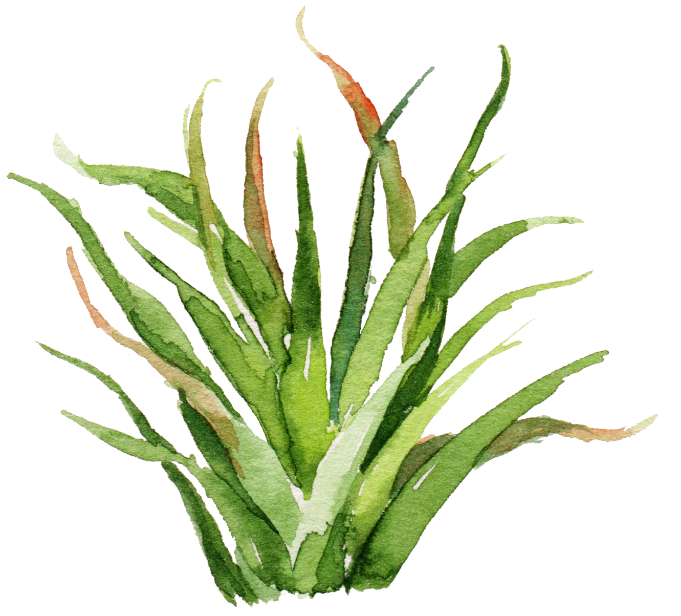 Watercolor Plant Clipart