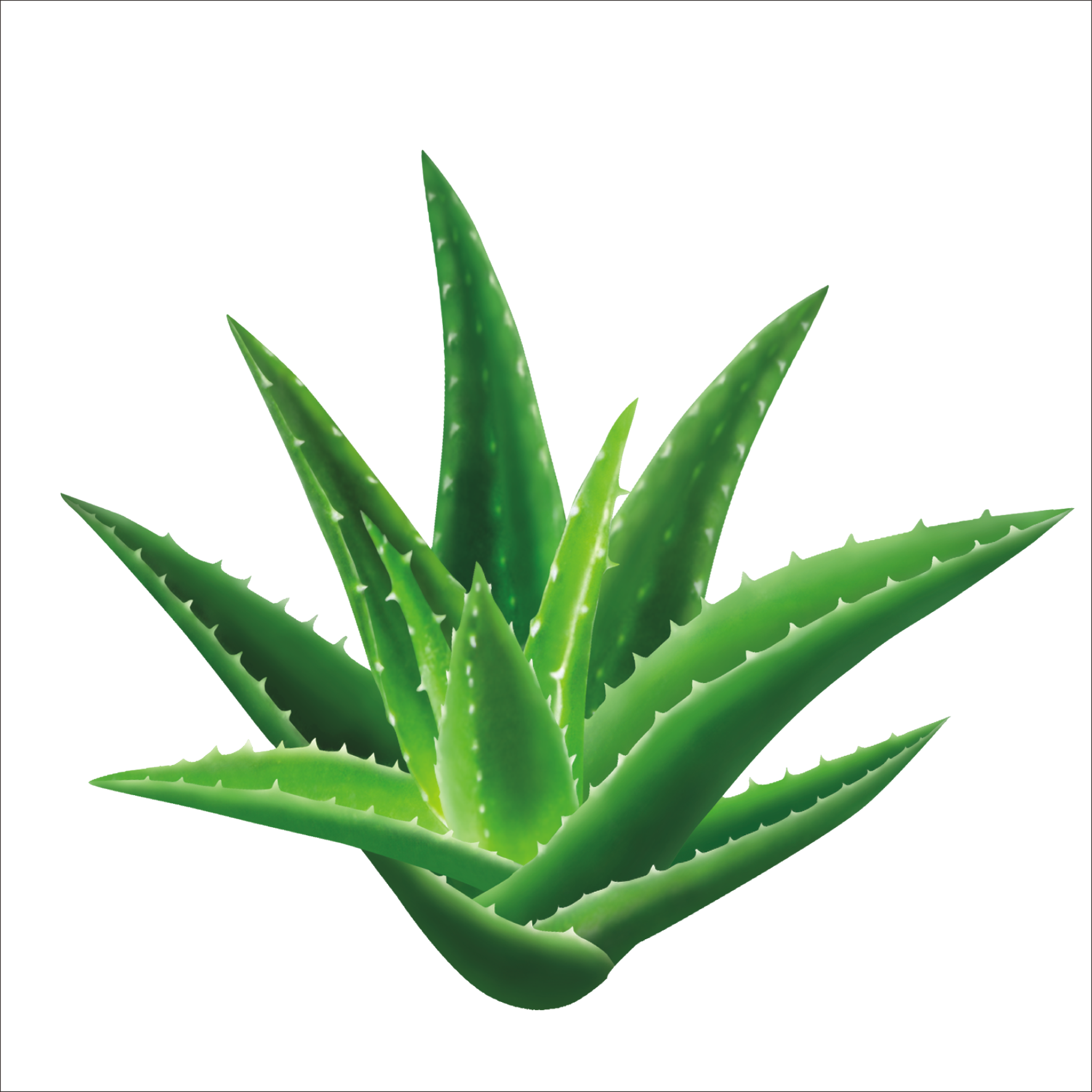 Aloe Vera Leaf Clipart