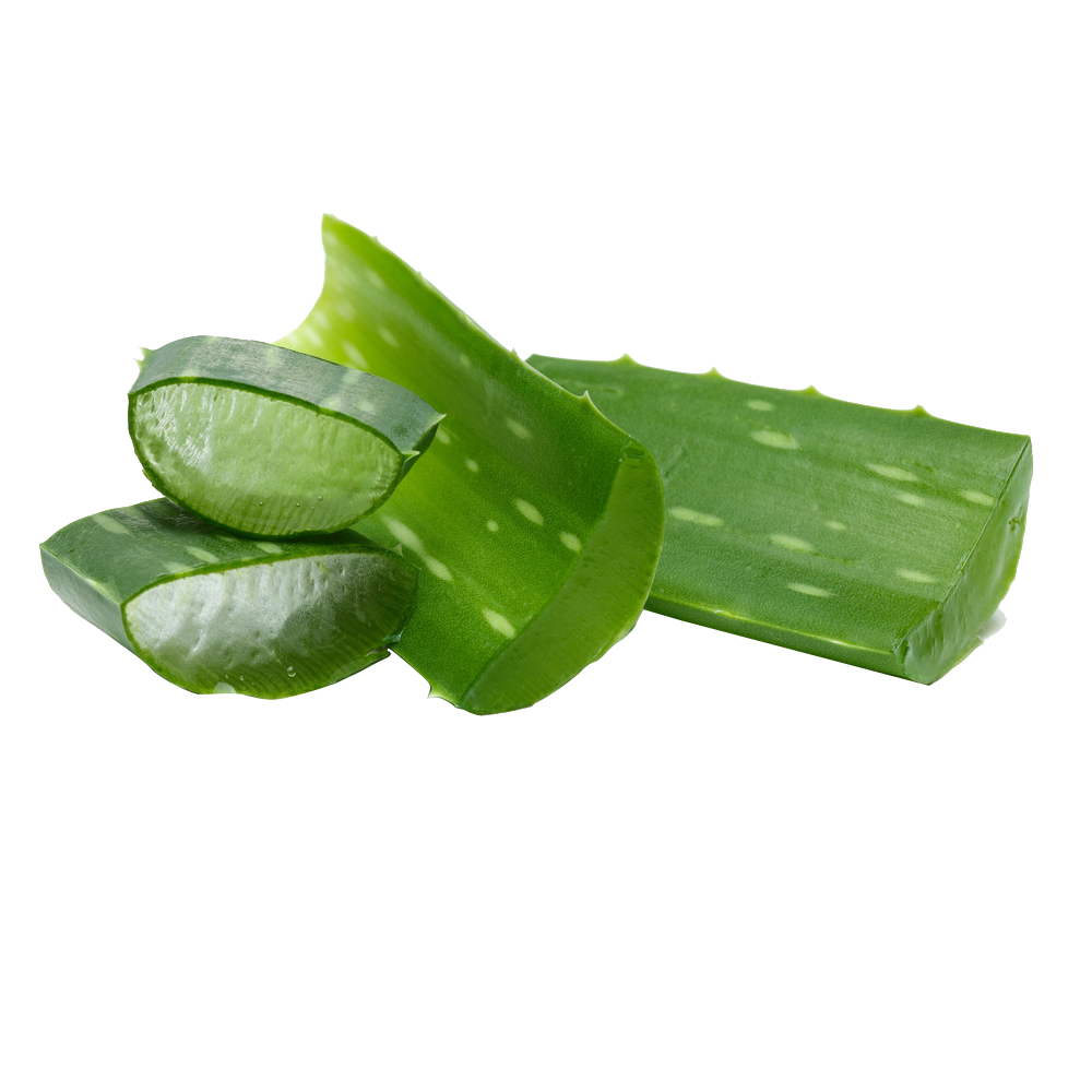 Aloe Vera Leaf Clipart
