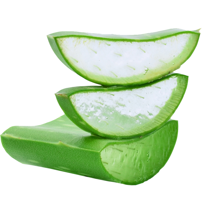 Aloe Vera Clipart