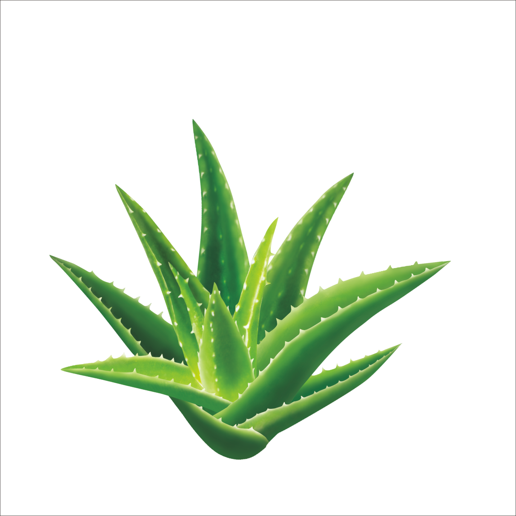 Aloe Vera Leaf Clipart
