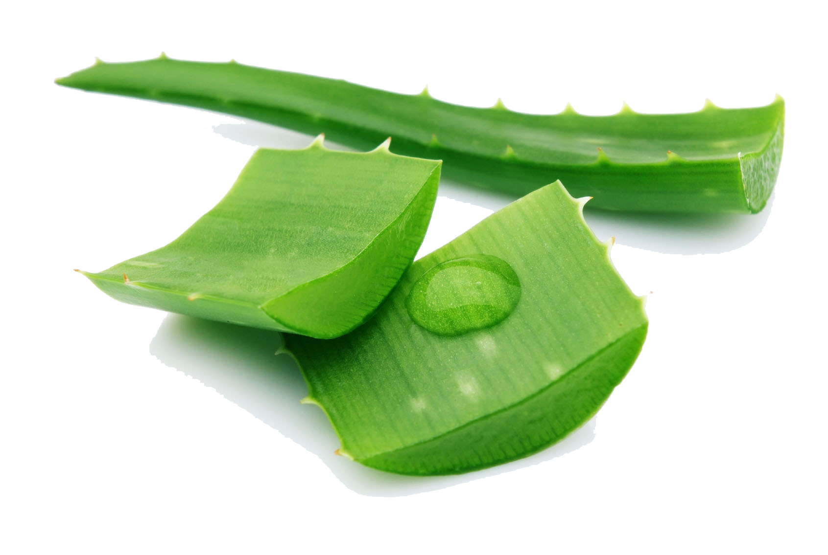 Aloe Vera Leaf Clipart