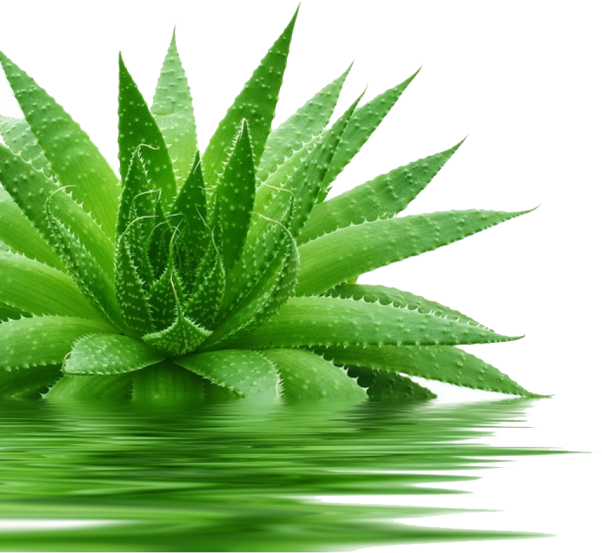 Aloe Vera Clipart