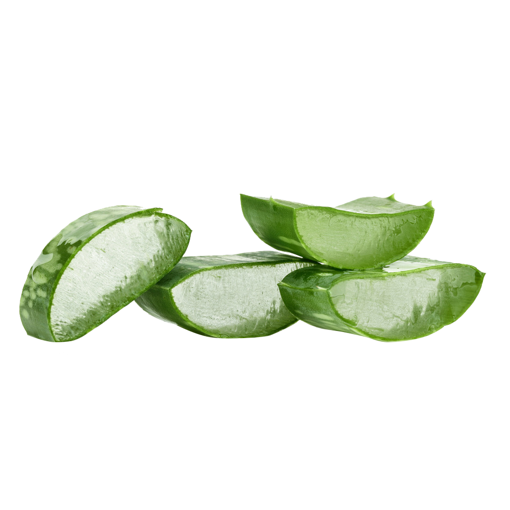 Aloe Vera Leaf Clipart