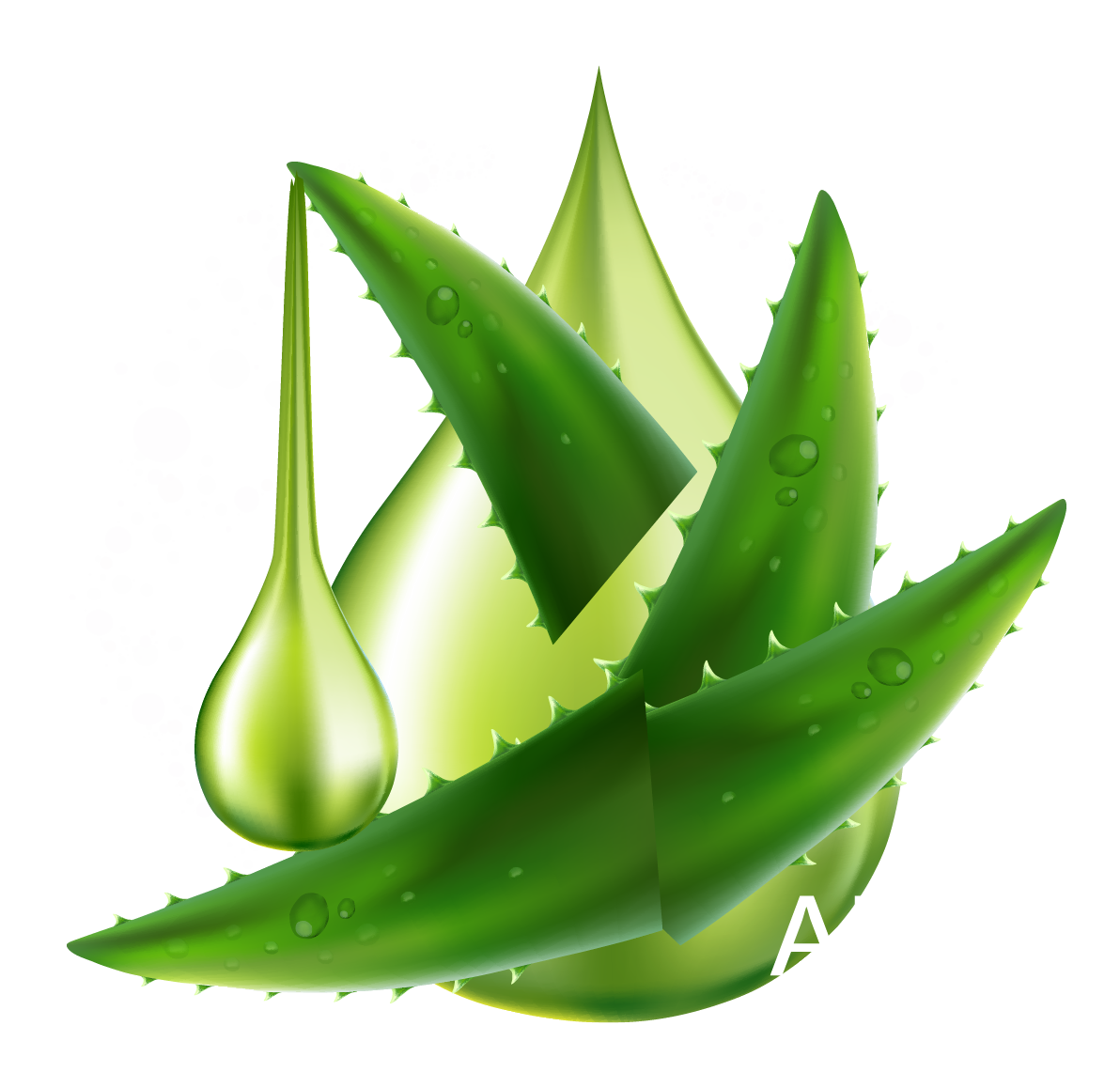 Aloe Vera Leaf Clipart