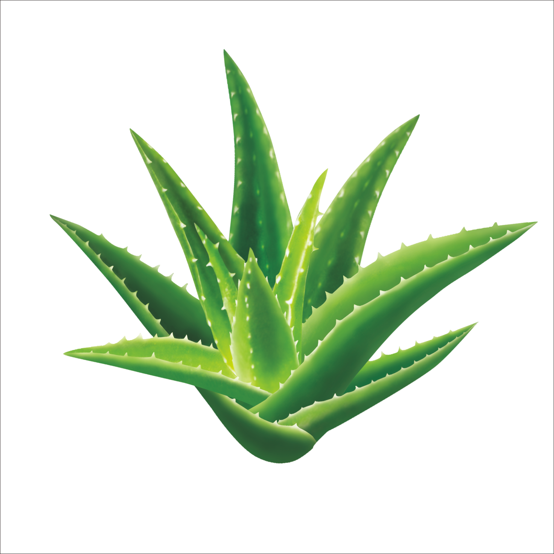 Aloe Vera Clipart