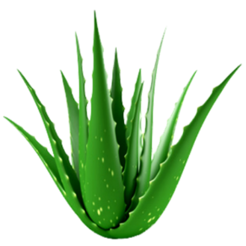 Aloe Vera Clipart