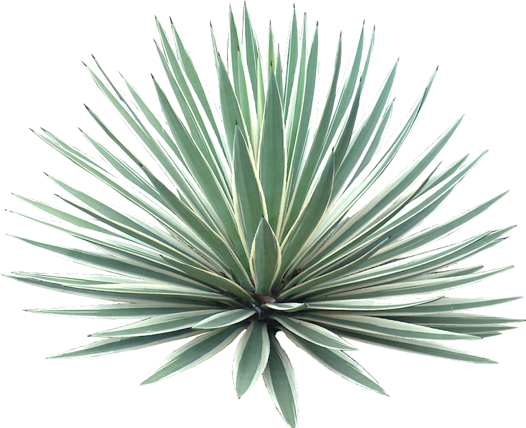 Aloe Vera Clipart