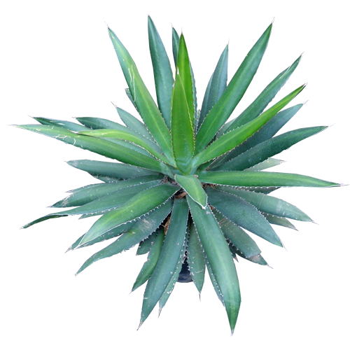 Agave Azul Plant Clipart