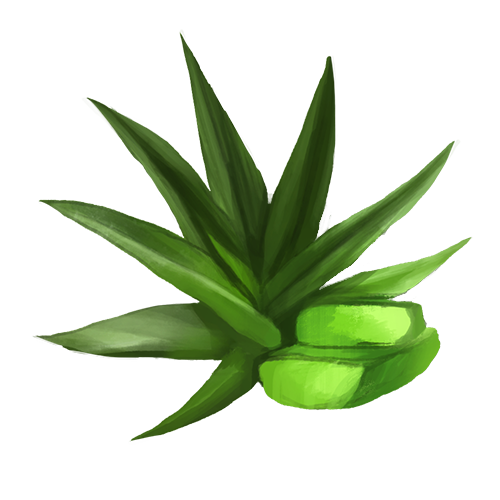 Aloe Vera Clipart