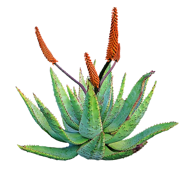 Aloe Vera Leaf Clipart