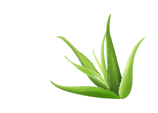 Aloe Vera Leaf Clipart