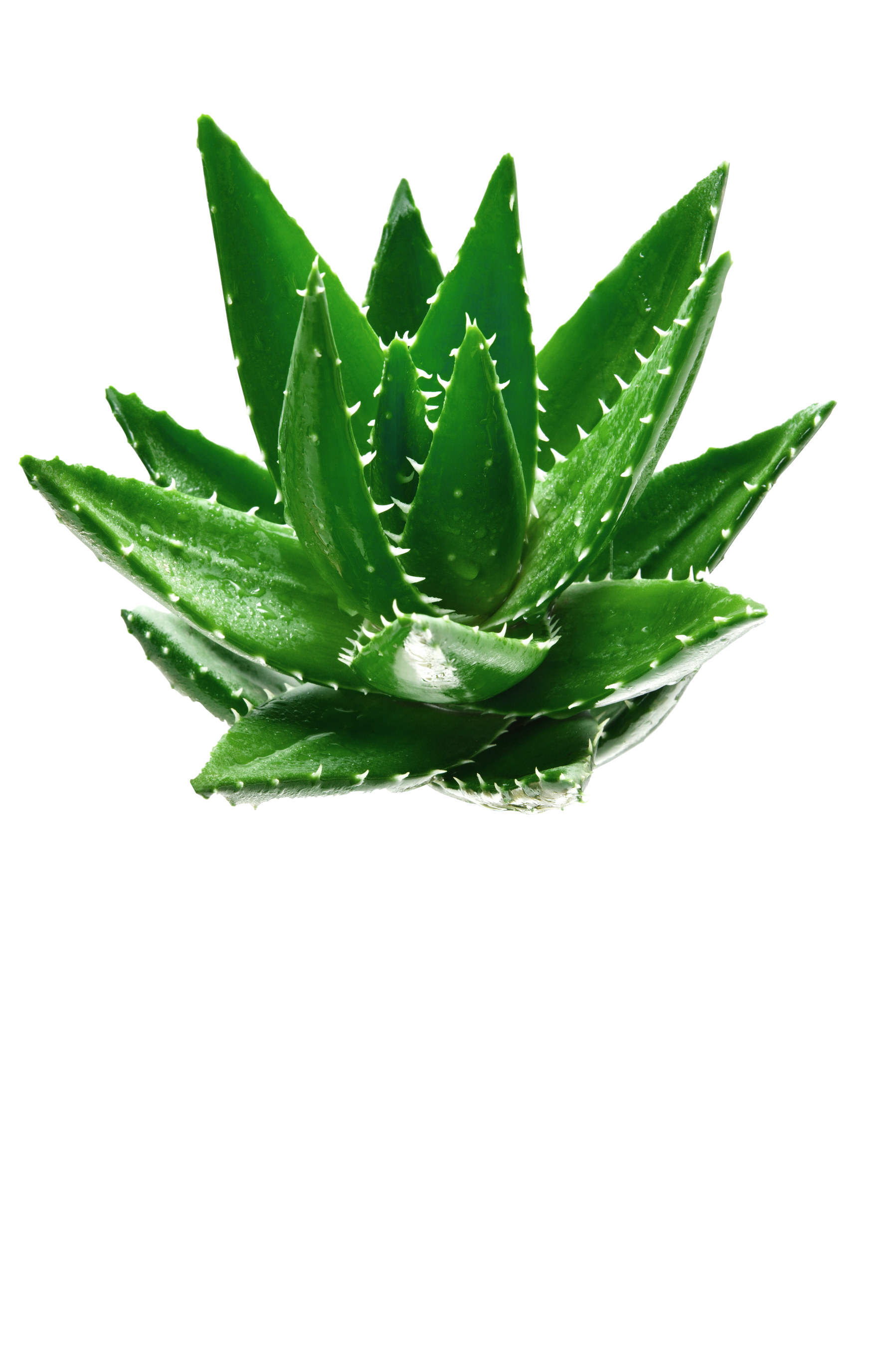 Aloe Vera Leaf Clipart
