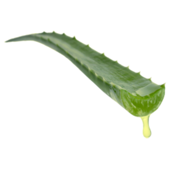 Aloe Vera Leaf Clipart