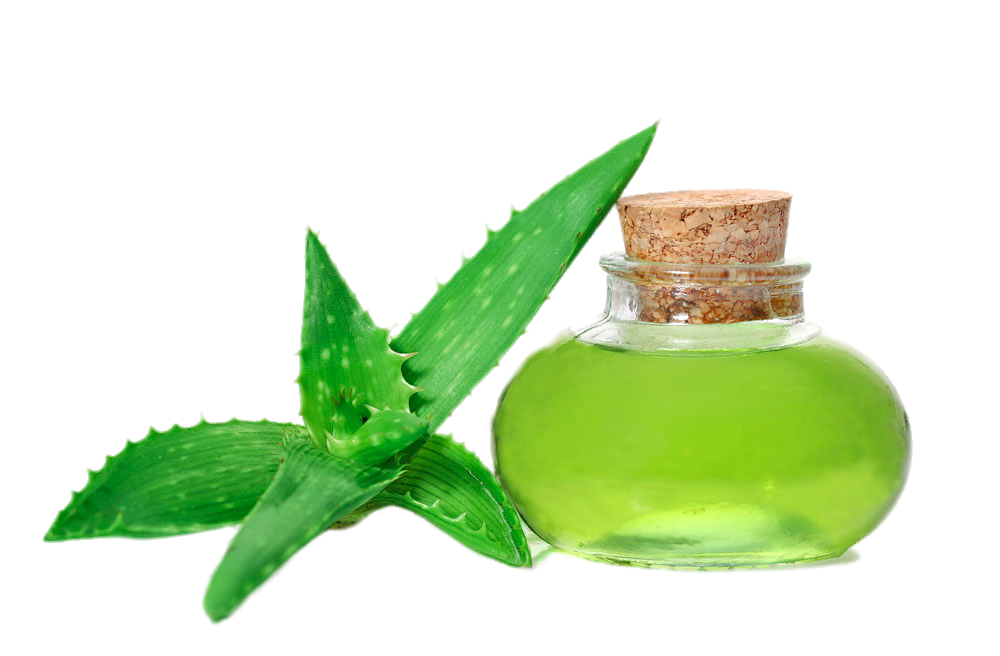 Aloe Vera Clipart