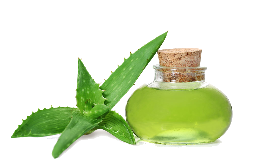 Aloe Vera Clipart