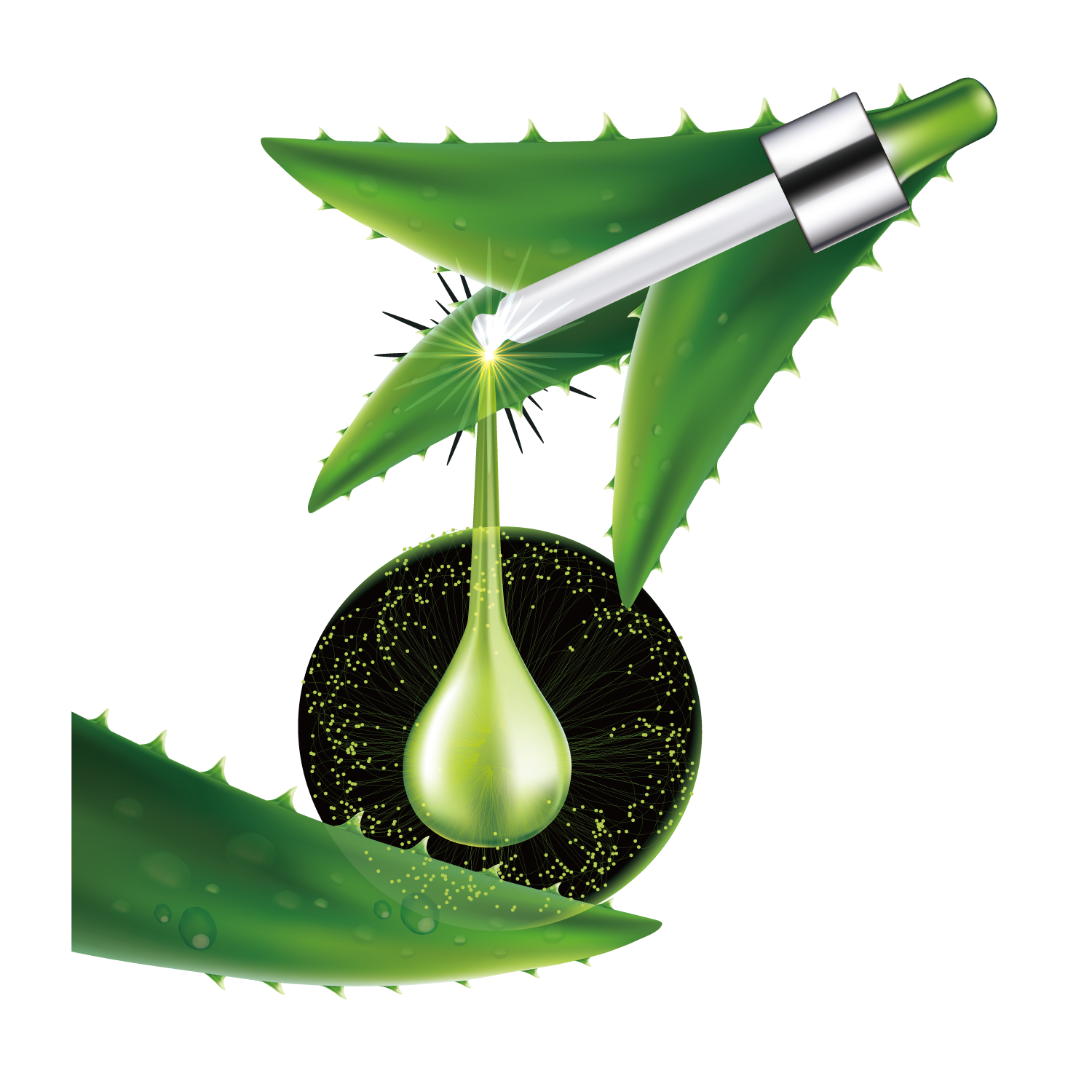 Aloe Vera Leaf Clipart
