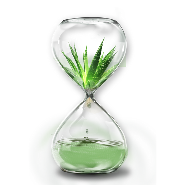 Aloe Vera Clipart
