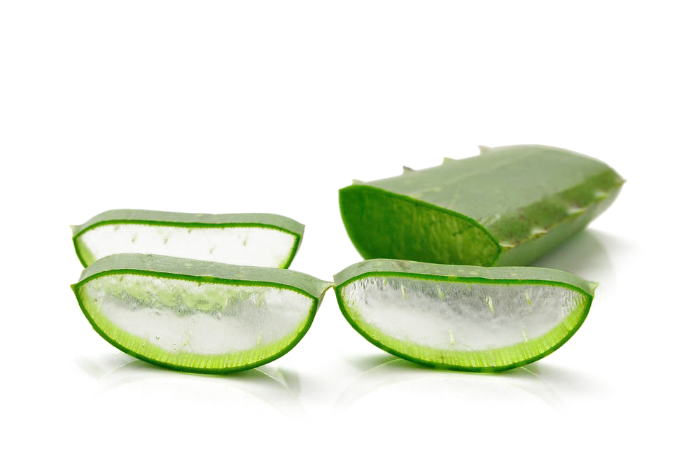 Aloe Vera Clipart
