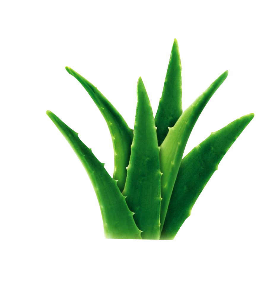Aloe Vera Clipart