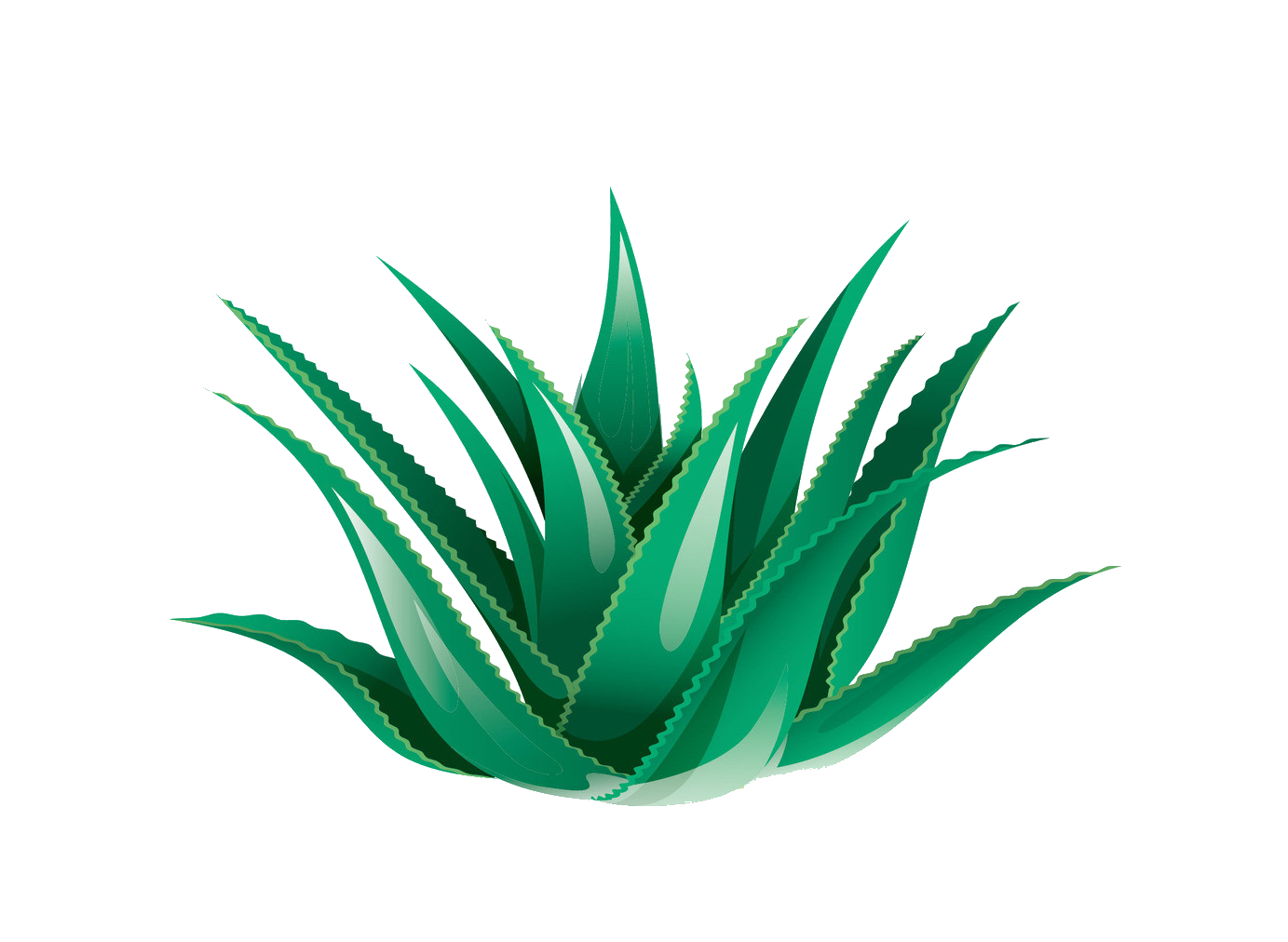 Aloe Vera Leaf Clipart